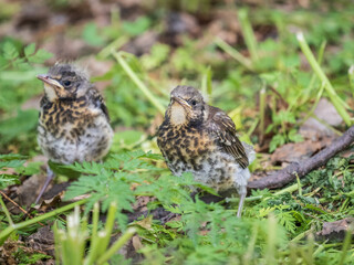 Two fieldfare chicks, Turdus pilaris, have left the nest and are sitting on the spring lawn....