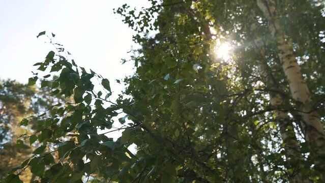 Birch branches with green natural leaves revealing sky and sun beams, pan in the autumn forest, bright day. Sun rays bursting through fresh foliage blowing in wind. Hope and new beginning