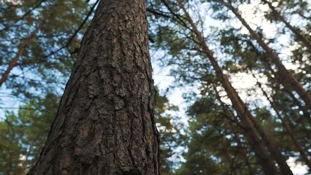 Pine plant forest for logging, firewood, bottom view. Coniferous wood with long tree trunks for timber in a bright, sunny day with blue sky. Low angle panorama.