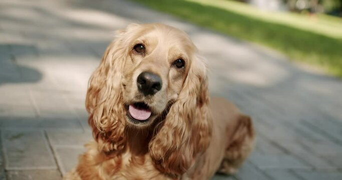 Happy Dog on summer time, weekend picnic. Adorable Beauty Pet. A beautiful brown haired dog is sitting on the street. Cocker Spaniel in park, English cocker spaniel rests outdoors. young pretty animal