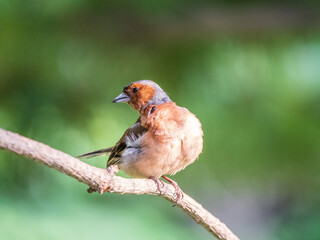Common chaffinch, Fringilla coelebs, sits on a branch in spring on green background. Common chaffinch in wildlife.