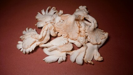 white oyster mushrooms on red background