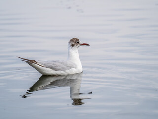 The black-headed gull, lat. Chroicocephalus ridibundus, swimming in a lake