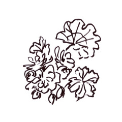 blooming pelargonium, graphic black and white drawing