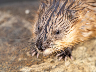 Portrait of a muskrat, ondatra zibethicus, rodent found in wetlands