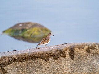 Common sandpiper, Actitis hypoleucos, resting lake shore under raindrops.