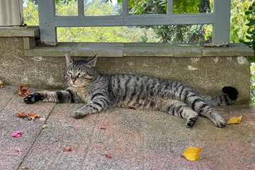 Cute domestic cat lying outdoors