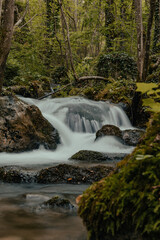 stream with water that flows quickly between nature and the green of a mountain forest in Italy