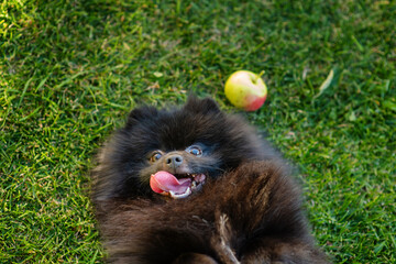 A small fluffy dog of the Pomeranian breed of black color lying on the grass with his tongue out
