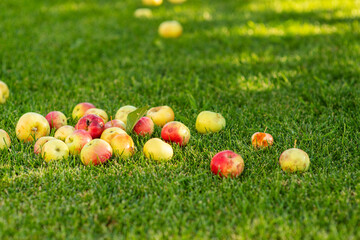 Apples lying on the green grass in summer. Harvest concept.