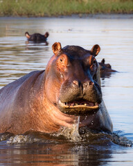 Common hippopotamus or hippo (Hippopotamus amphibius) showing aggression. Okavango Delta. Botswana - obrazy, fototapety, plakaty