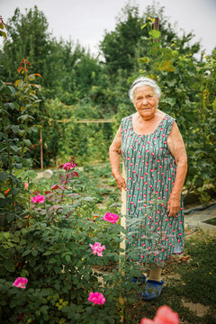 Very old woman with gray hair working in her garden, hobby for senior people, retirement concept.