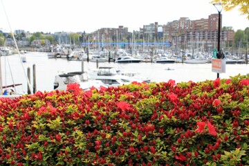 Cinquefoil red lady flowers in the foreground and a harbor with ships and boats in a background - obrazy, fototapety, plakaty