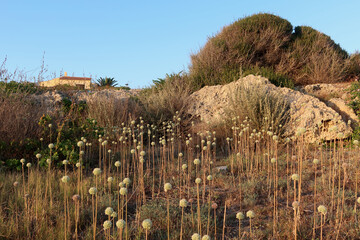 Allium ursinum, known as wild garlic, ramsons, cowleekes, cows's leek, cowleek, buckrams, broad-leaved garlic etc. Wild garlic of Menorca (Minorca), Spain