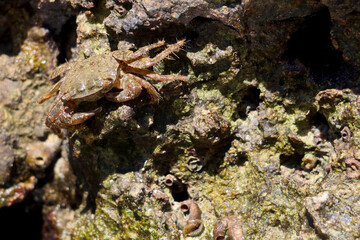 Little crab hidden in the rocks. Menorca (Minorca), Spain