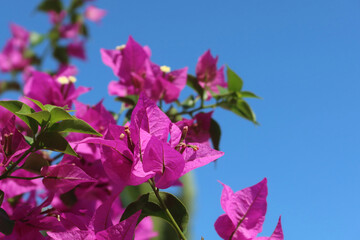 Obraz na płótnie Canvas Bougainvillea - popular ornamental plant. Small pink flower and papery bracts. Bougainvillea spectabilis flowers against blue sky