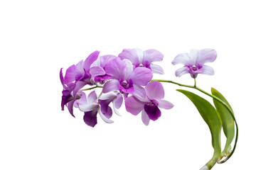 Fototapeta na wymiar Purple orchid flower bouquet bloom in the garden isolated on white background included clipping path.