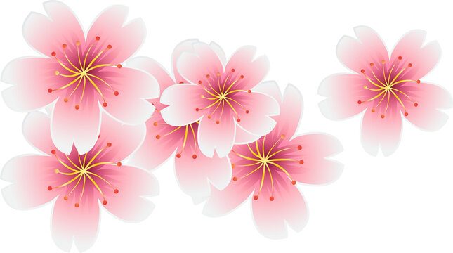 Cherry 2024 blossoms transparent
