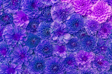 Background of purple flowers