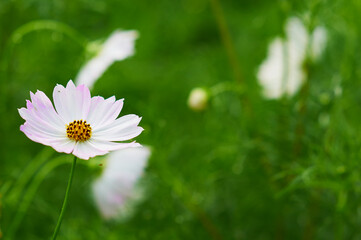 Obraz premium White coreopsis in bloom on a green background. Selective focus