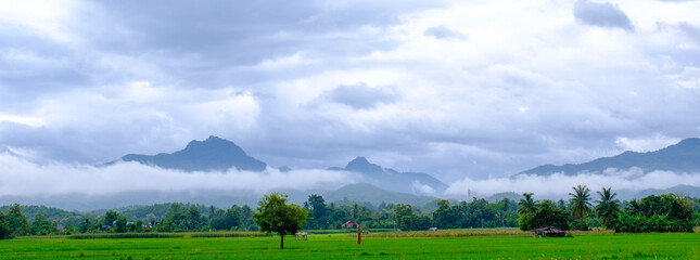 beautiful mountain and rice field in rain season