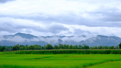  beautiful mountain and rice field in rain season