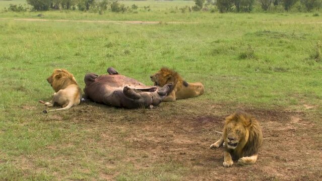 Closeup of three lions resting near a kill of a hippo