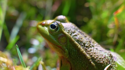 Photo of a green frog in the rain forest of Kalimantan, Indonesia