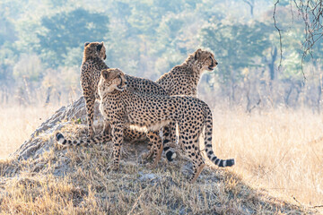 Drei Geparden stehen auf Felsen. Suchen nach Beute. Afrikanische Savanne.