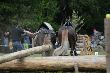 Schöner Zweispänner beim Holzrücken