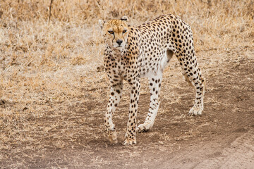 Gepard läuft durch die afrikanische Savanne auf einem schmutzigen Tretpfad. Ganzkörperfoto, Ansicht von vorne. Raubkatze auf der Jagd. Trockenes hohes Gras im Hintergrund.