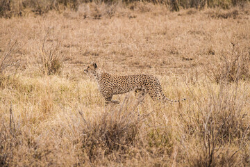 Gepard läuft durch die afrikanische Savanne. Ganzkörperfoto, Ansicht von der Seite aus Distanz....