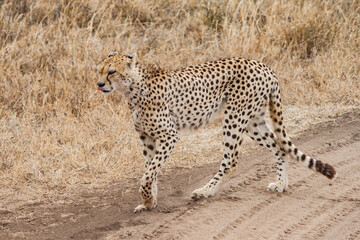 Fototapeta na wymiar Gepard läuft durch die afrikanische Savanne auf einem schmutzigen Tretpfad. Ganzkörperfoto, Ansicht von der Seite. Raubkatze auf der Jagd. Trockenes hohes Gras im Hintergrund.
