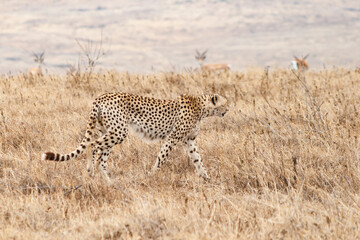 Gepard läuft durch die afrikanische Savanne. Ganzkörperfoto, Ansicht von der Seite. Raubkatze auf...