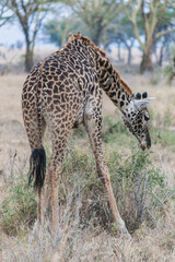 Giraffe grasend in der afrikanischen Savanne. Kopf zum Boden gesenkt. Ganzkörperaufnahme von hinten. Bäume und Steppenlandschaft im Hintergrund.
