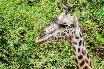 Ein Giraffenkopf von der Seiite. Nahaufnahme Tiergesicht. Grünes Gebüsch mit vielen Blättern im Hintergrund.