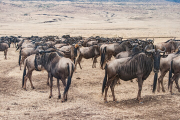 Große Herde von Gnus in der afrikanischen Savanne. Alle Tiere sind der Kamera abgewendet, Ansicht von innerhalb der Herde. Trockene Steppenlandschaft im Hintergrund, am Horizont.