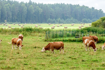 Obraz premium mottled cows eating grass in a field with calves on a cloudy summer day