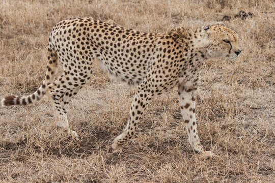 Gepard läuft durch die afrikanische Savanne. Ganzkörperfoto, Ansicht von der Seite. Raubkatze auf der Jagd. Trockenes hohes Gras im Hintergrund.
