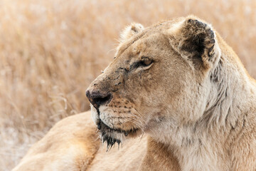 Nahaufnahme von eine Löwin in der afrikanischen Savanne. Entspanntes wachsames Gesicht. Trockenes Gras im Hintergrund.