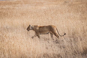 löwin läuft durch das hohe Gras der afrikanischen Savanne. Ganzkörperansicht von der Seite. Löwin in Bewegung, auf der Jagd.
