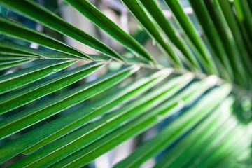 Fotobehang Nahaufnahme der feinen dünnen grünen Blätter eines Palmenblatts, unscharfer Hintergrund zwischen den einzelnen Blättern.  © Anne