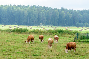 mottled cows eating grass in a field with calves on a cloudy summer day