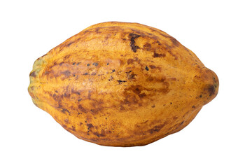 ripe cocoa fruits isolated on white background