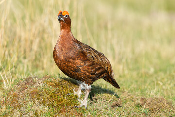 Close up of a Red Grouse male in early Springtime, displaying his vivid red eyebrows during the breeding season.  Scientific name: Lagopus lagopus.  Facing left.  Horizontal, Copy space.