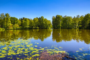 Ein stiller See auf der eine einsame Ente schwimmt. Grüne üppige Bäume am Ufer im Hintergrund, diese spiegeln sich im klaren blauen Wasser. Eine Menge Seerosen im Vordergrund.