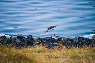 Kleiner Vogel am Wasserrand. Ein brauner Vogel mit langem Schnabel, langen Beinen und rundem Körper trinkt von blauem ruhigem Wasser. Ganzkörperaufnahme, Seitenansicht. WIld lebende Tiere in der Natur