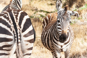 großes zebra von hinten und kleines Zebra von vorne.  stehen in afrikanischer savanne. nah heran gezoomt.