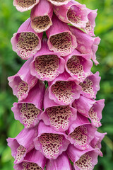 Close up of bright pink foxglove flowers.