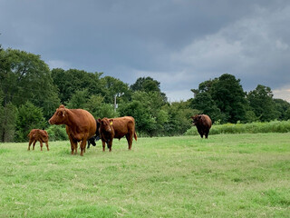 Cows in a green pasture